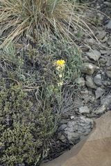 Erysimum flavum altaicum