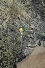 Erysimum flavum altaicum