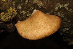 Crepidotus calolepis