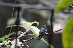 Colibri cyanotus