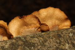 Crepidotus calolepis