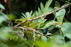 Colibri cyanotus