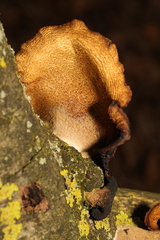 Crepidotus calolepis