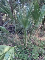 Sabal palmetto