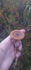 Cortinarius croceoconus