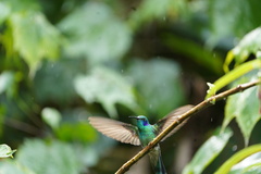 Colibri cyanotus