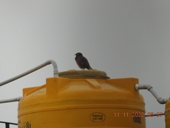 Acridotheres tristis