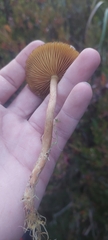 Cortinarius croceoconus