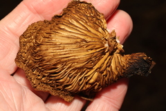 Crepidotus calolepis