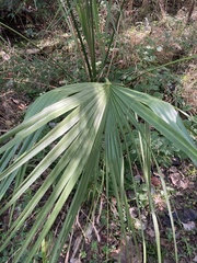 Sabal palmetto