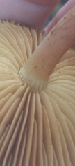 Cortinarius croceoconus
