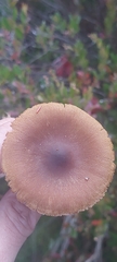 Cortinarius croceoconus