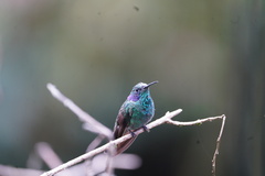 Colibri cyanotus
