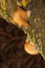 Crepidotus calolepis