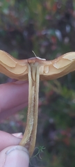 Cortinarius croceoconus
