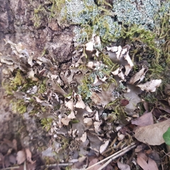 Peltigera horizontalis