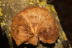 Crepidotus calolepis