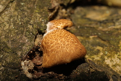 Crepidotus calolepis
