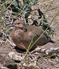 Metriopelia melanoptera