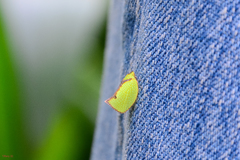 Salurnis marginella