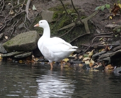 Anser anser × Branta canadensis