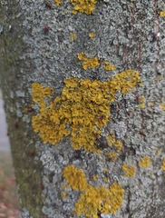 Xanthoria parietina