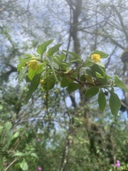 Capsicum rhomboideum