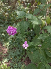 Lantana montevidensis