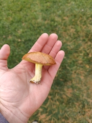 Suillus granulatus