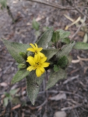 Synedrella nodiflora