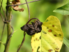 Helias phalaenoides