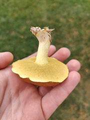 Suillus granulatus