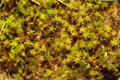 Syntrichia ruraliformis