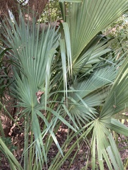 Sabal palmetto