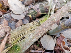 Nectria cinnabarina