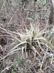 Tillandsia incarnata