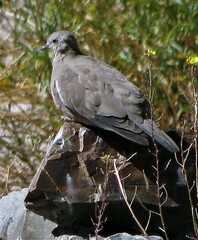 Metriopelia melanoptera