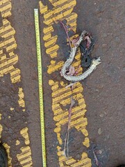 Bothrops jararacussu