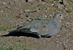 Metriopelia melanoptera