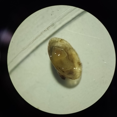 Mollusca