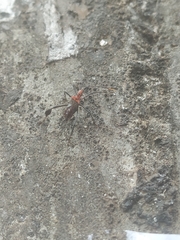 Insecta