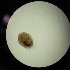 Mollusca