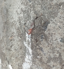 Insecta