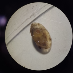 Mollusca