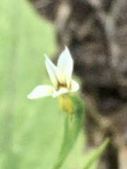 Sisyrinchium