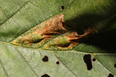 Phyllonorycter strigulatella