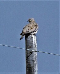 Metriopelia melanoptera