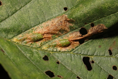 Phyllonorycter strigulatella