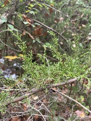 Juniperus ashei