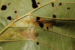 Phyllonorycter strigulatella
